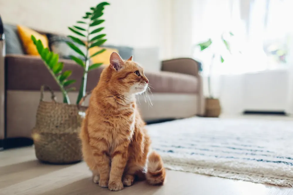 Pension pour chats à Paulhac