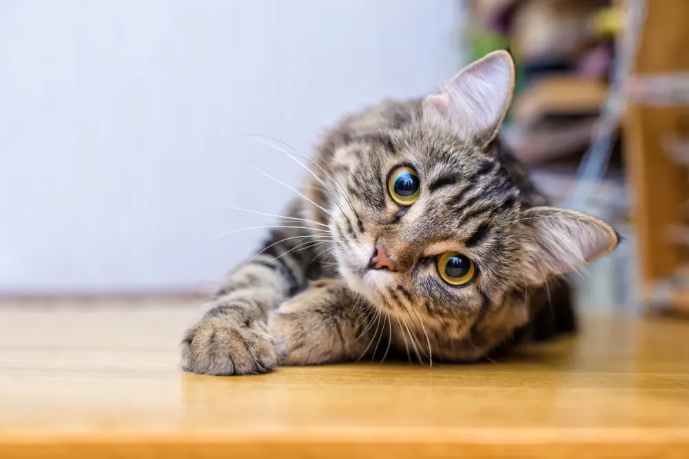 garde de chats