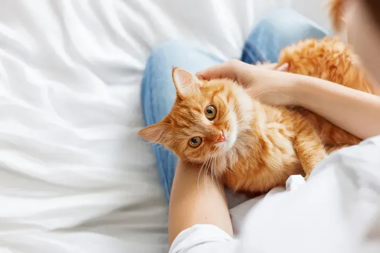 Hébergement pour chats à Paulhac