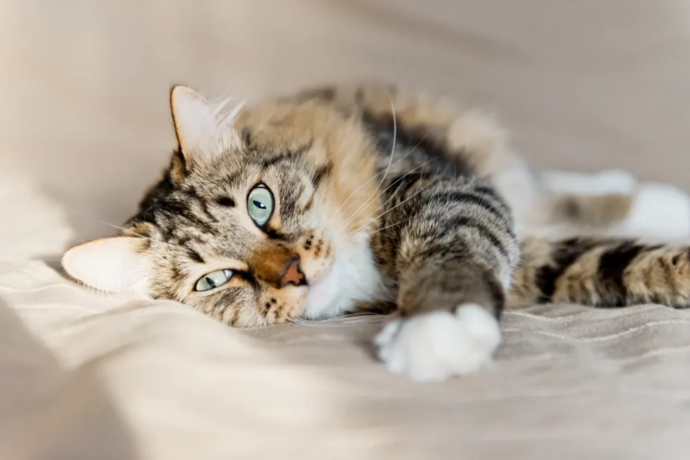 Garderie pour chats à Paulhac