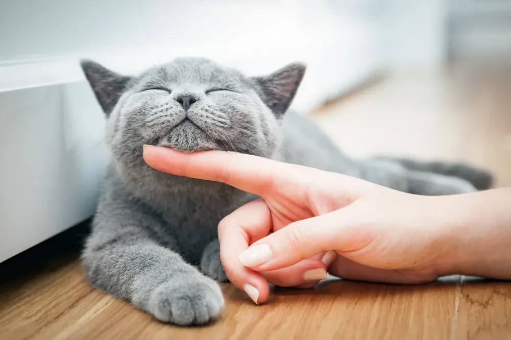 Service de garde pour chats à Paulhac