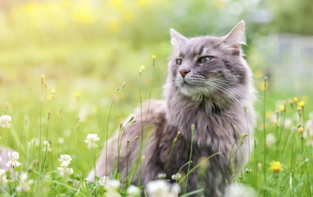 Meilleur pension pour chats à Paulhac