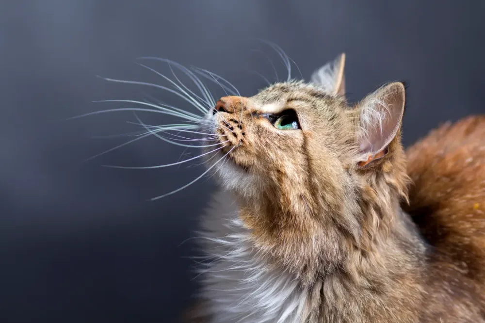 Pension pour chats et chien à Paulhac