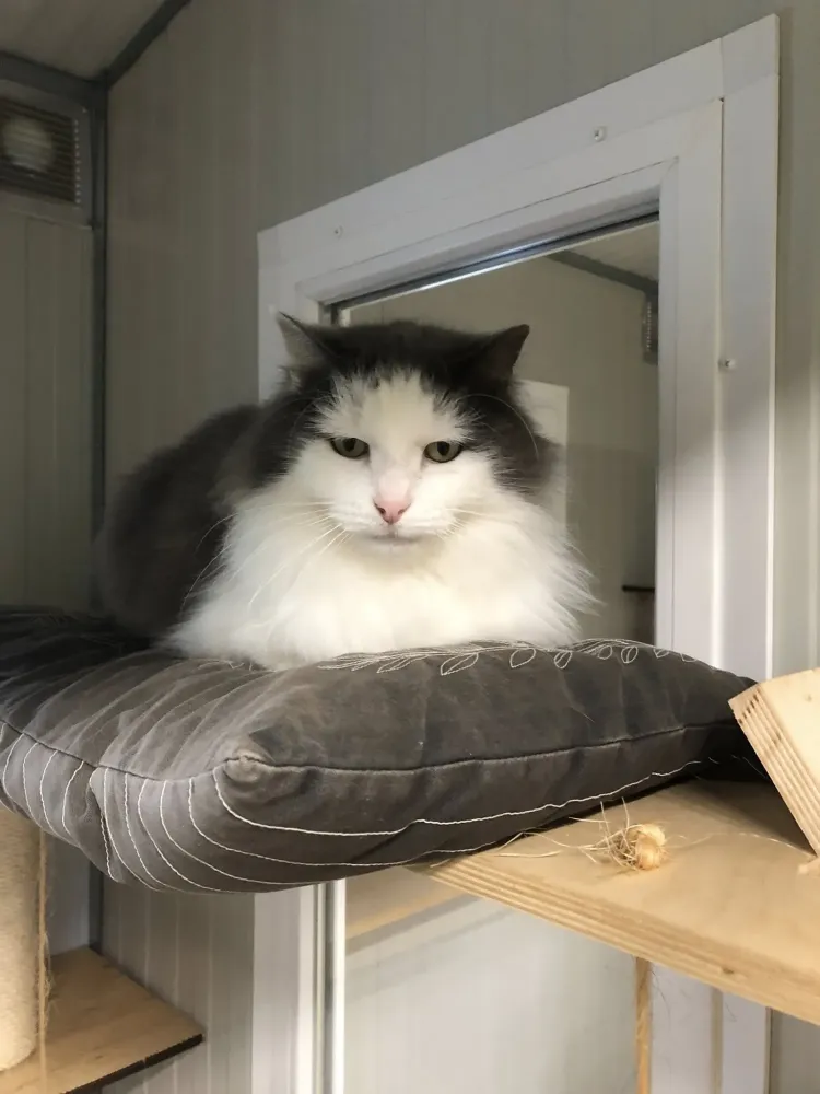 Garde de vos animaux (6)