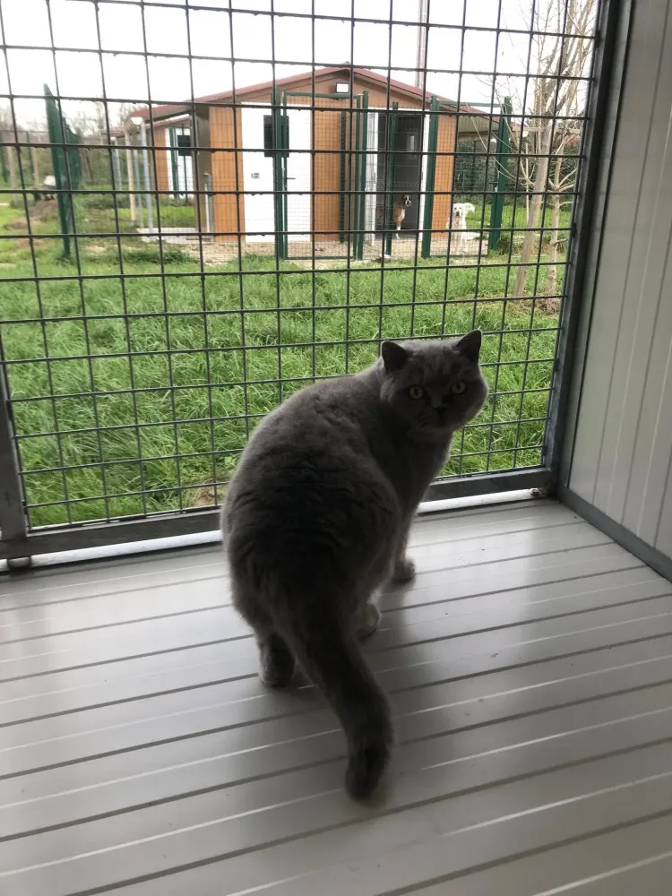 Garde de vos animaux (10)