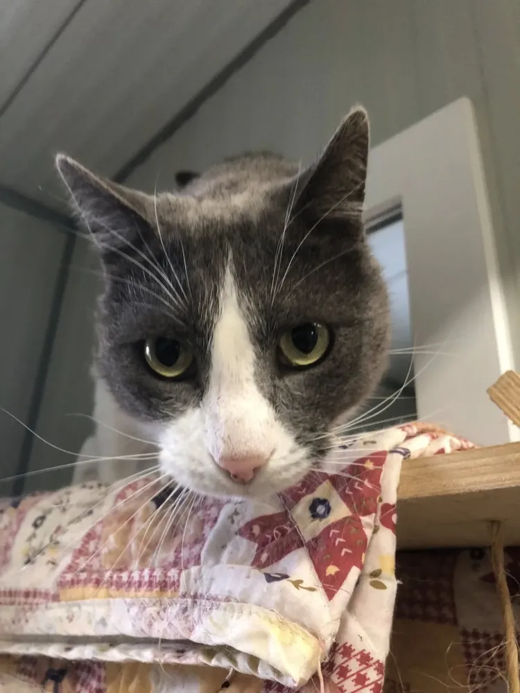 Garde de vos animaux (1)