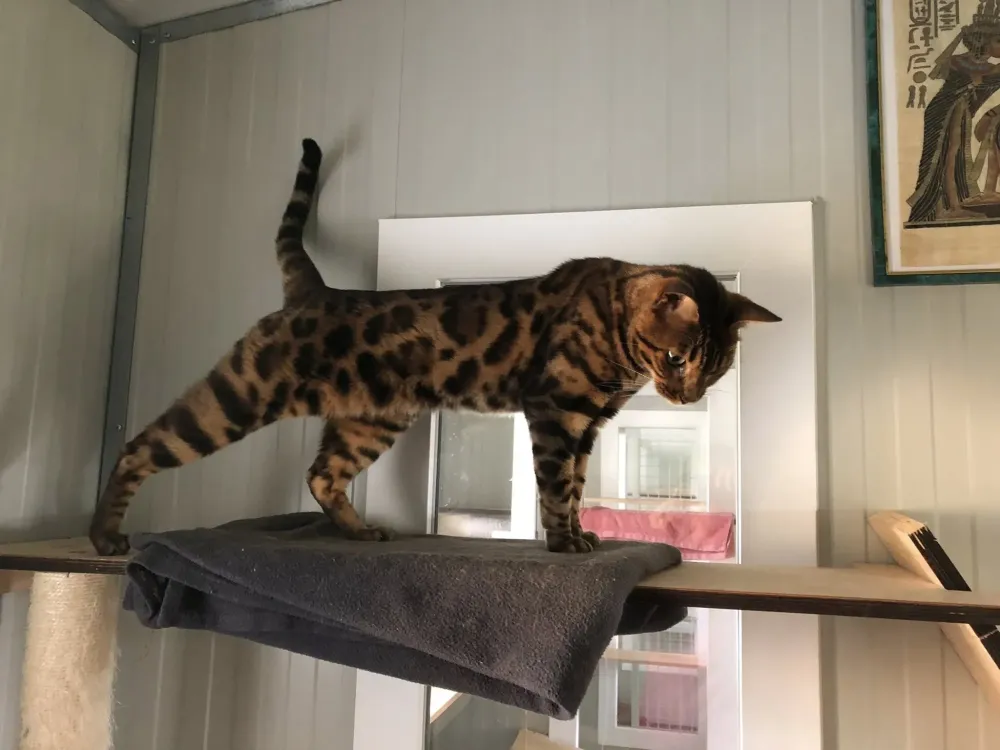 garde animaux (9)