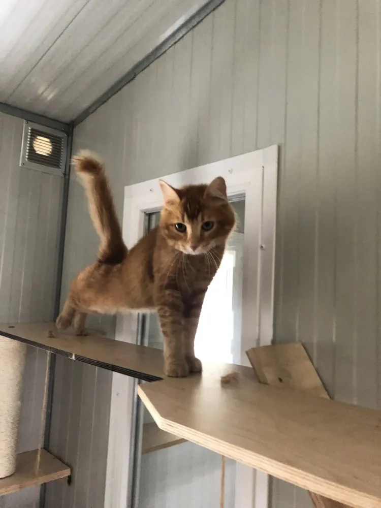 garde animaux (1)