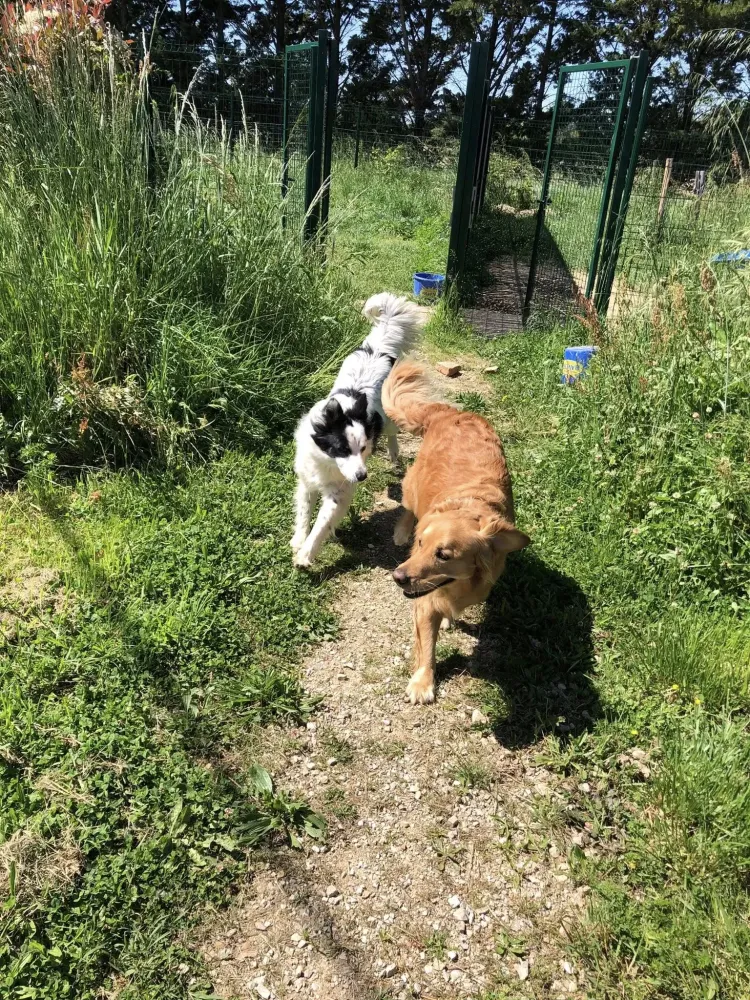 pension canine et feline (3)