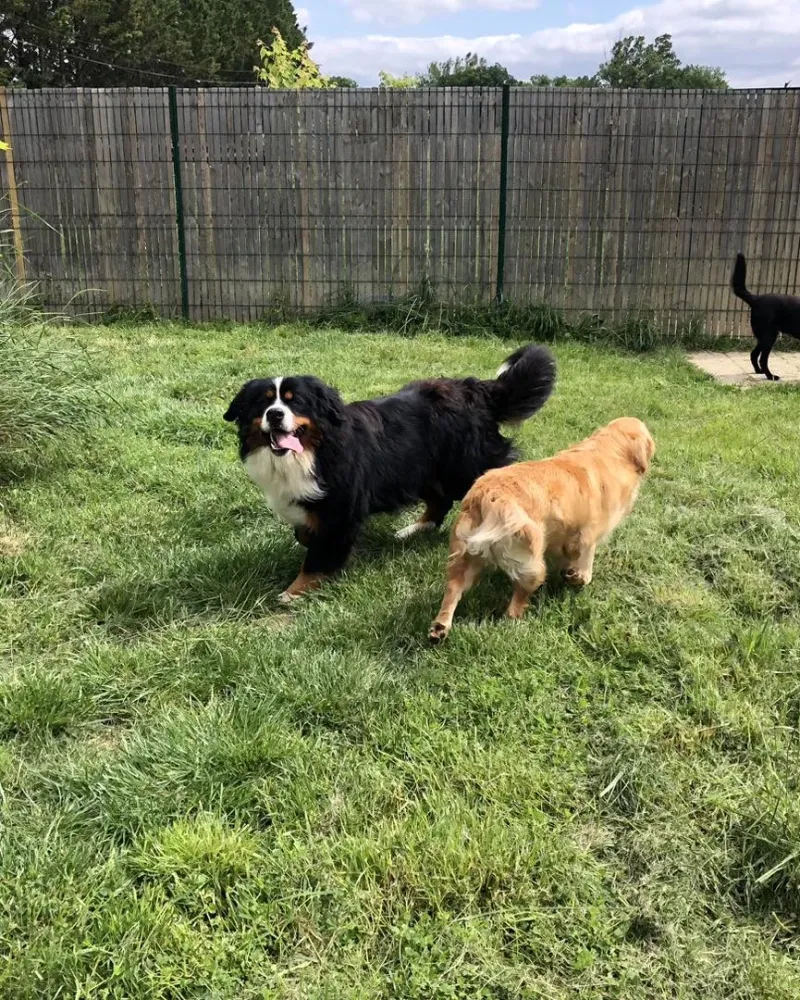 pension canine et feline (6)