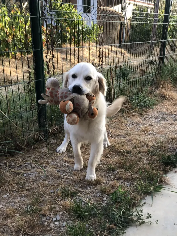 pension animale (6)
