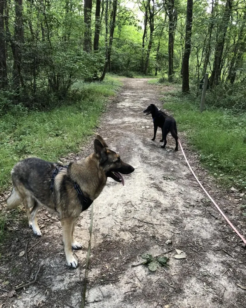 pension canine et feline (8)