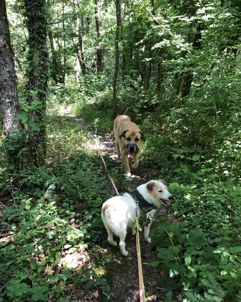 pension canine et feline (9)