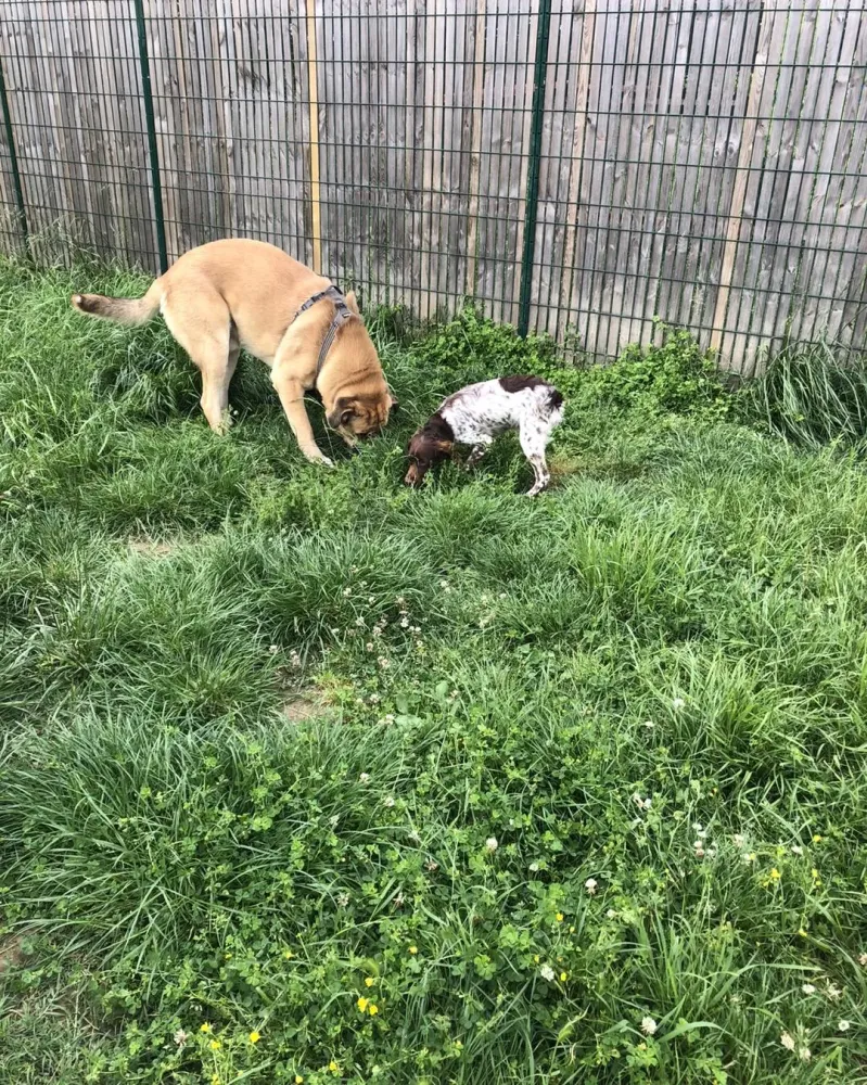 pension canine et feline (10)