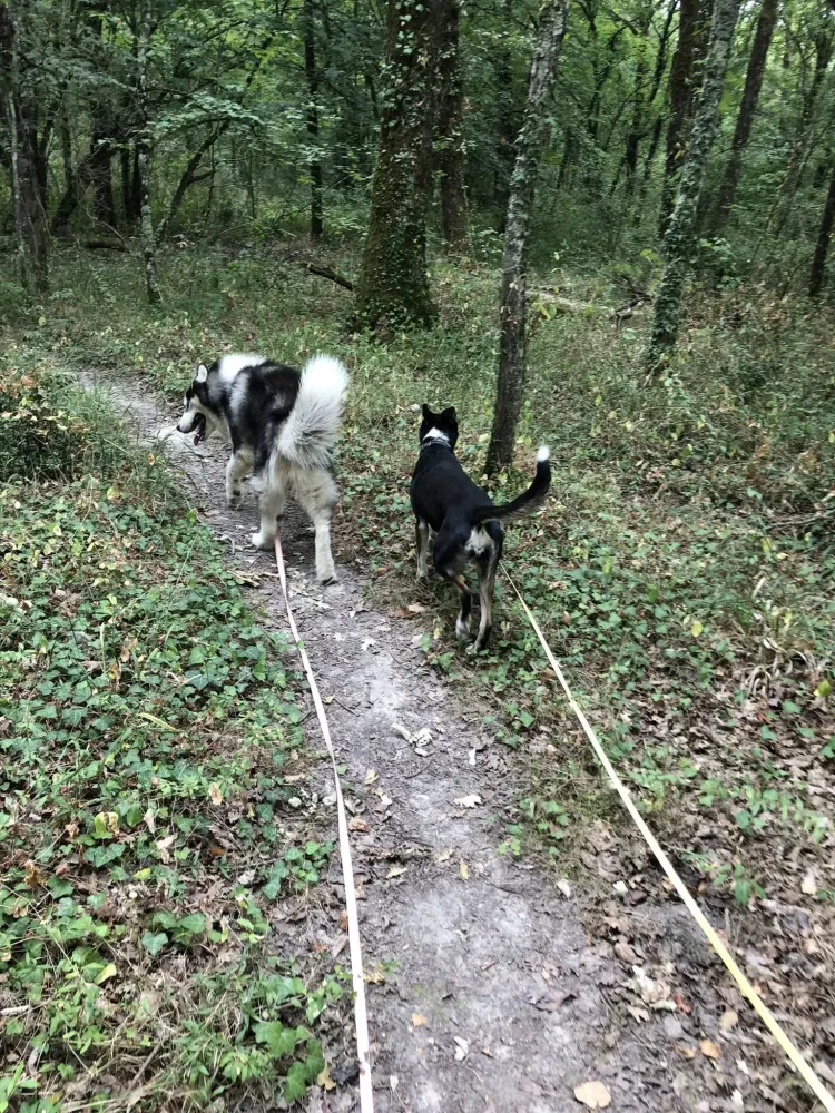 pension animale (2)