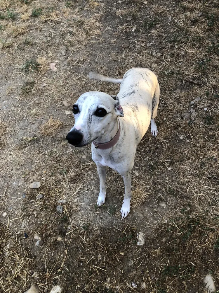 pension animale (5)
