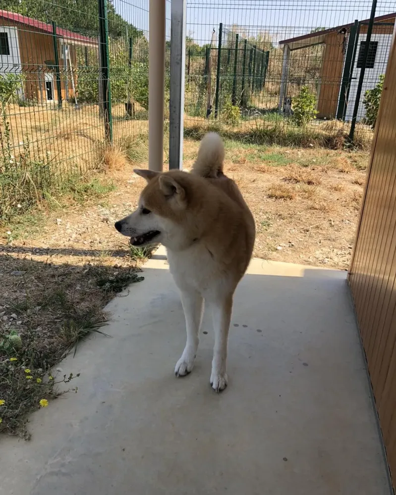 pension animale (1)