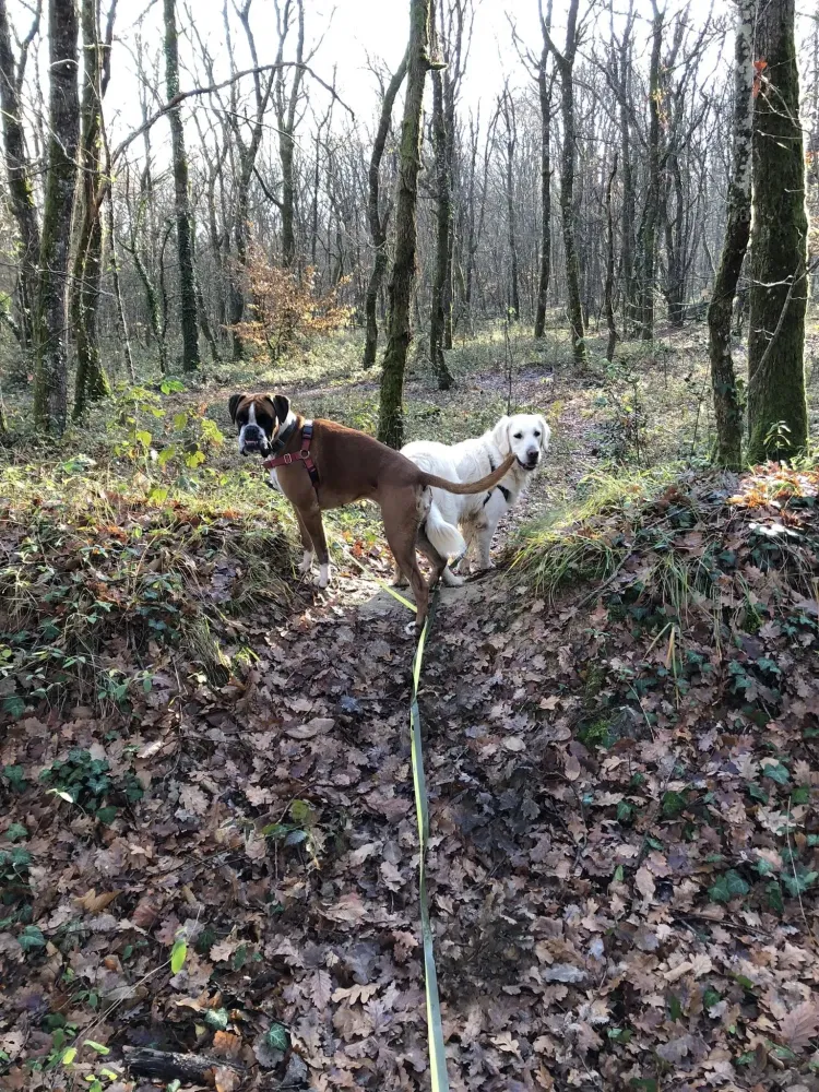Garde de vos animaux (4)