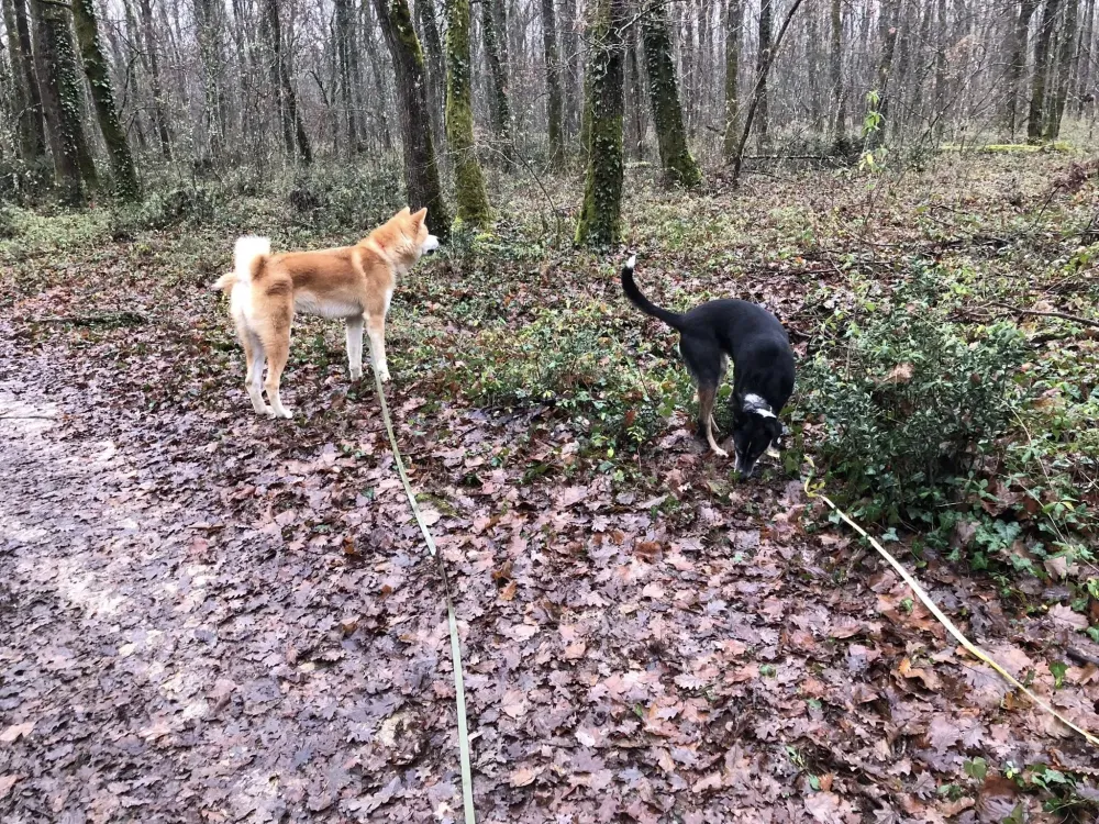 Garde de vos animaux (9)